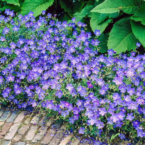 Geranium Johnson Blue | Breck's