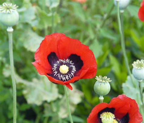 File:Papaver somniferum flowers.jpg - Wikimedia Commons