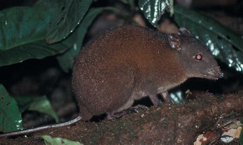 Meet the musky rat-kangaroo, our smallest kangaroo - Australian Geographic