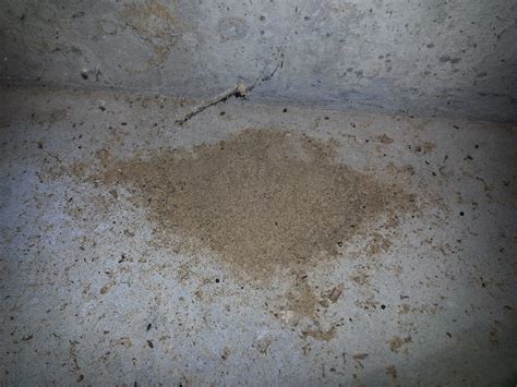 What does Carpenter Ant Sawdust Look Like - Nature's Way Pest Control