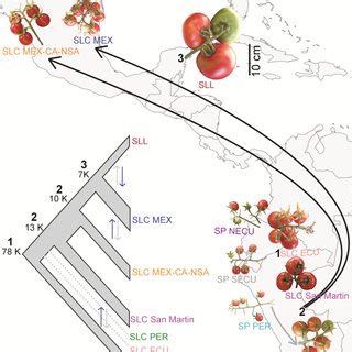 Inferred tomato phylogeny and domestication history based on the ...