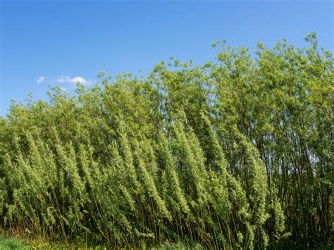 Live Willow Fence Making: Learn About Planting A Living Willow Fence