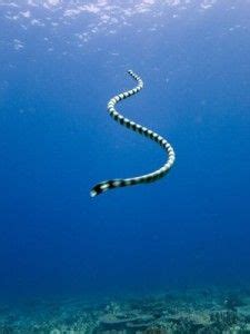 20 Sea Snakes ideas | sea snake, snake, sea