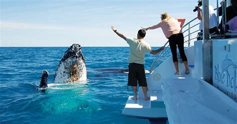 Whale watching tours Hervey Bay, Fraser Island, Queensland