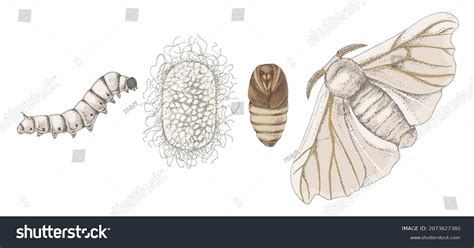 SERICULTURE, History and types of sericulture . silk production life ...