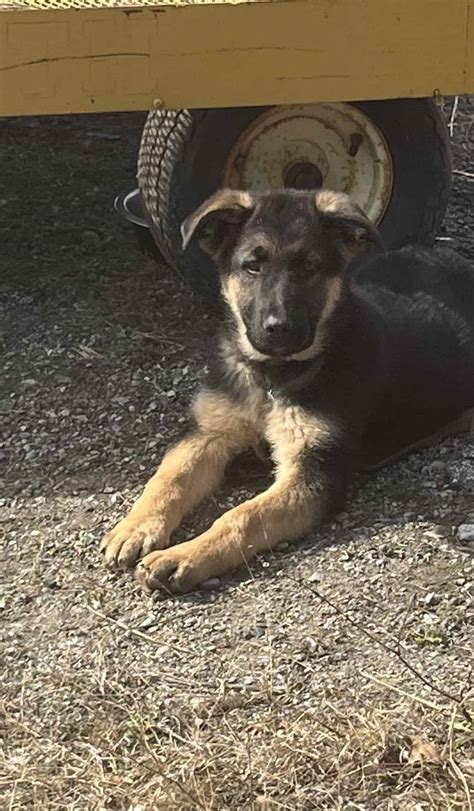 AKC German Shepherd Puppies | PetClassifieds.com