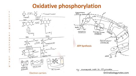 Oxidative phosphorylation: Electron transport chain and ATP synthesis - Online Biology Notes