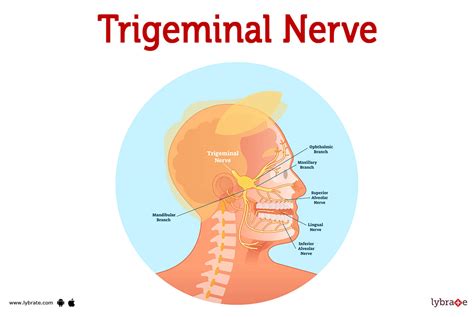 Trigeminal Nerve (Human Anatomy): Image, Functions, Diseases and Treatments