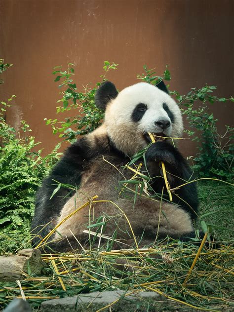 Panda | Panda bear at Macao Giant Panda Pavilion, China PERM… | Flickr
