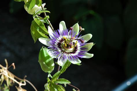 Blue Passion Flower by thuurman on DeviantArt