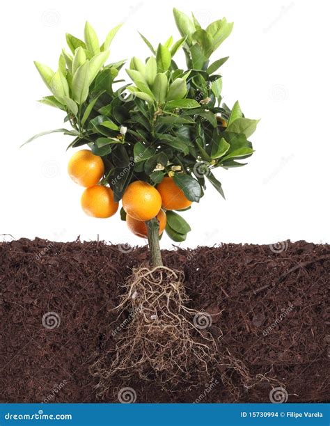 Small Orange Tree Isolated On White With Root Stock Photo - Image of ...