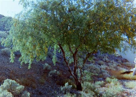 Trees found in the Mojave Desert near Mesquite Nevada