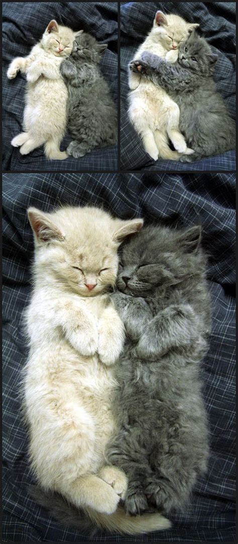 Cuddling Cats Pictures, Photos, and Images for Facebook, Tumblr, Pinterest, and Twitter