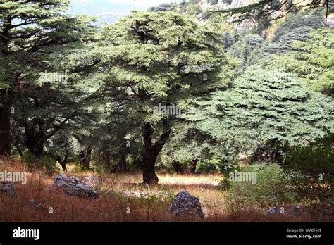 Lebanon Cedar Forest Stock Photo - Alamy