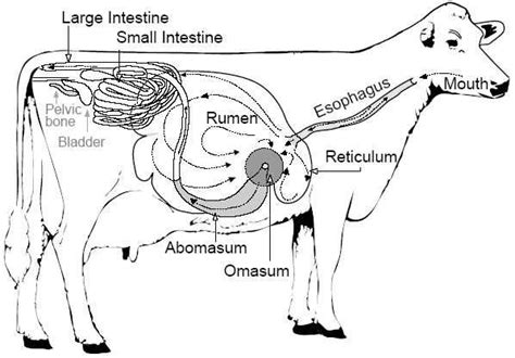 The digestive apparatus of animals, Anatomically digestive apparatus in animal - veterinary online