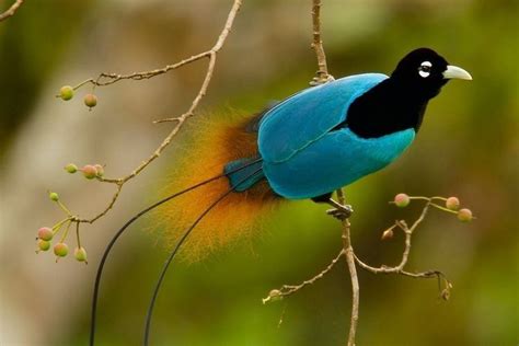 Superb bird of paradise - Alchetron, the free social encyclopedia