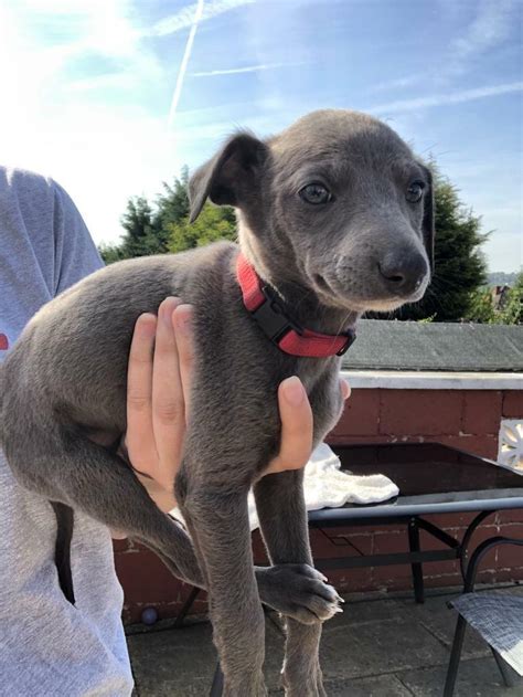 Blue Whippet puppies for sale! | in Sheffield, South Yorkshire | Gumtree