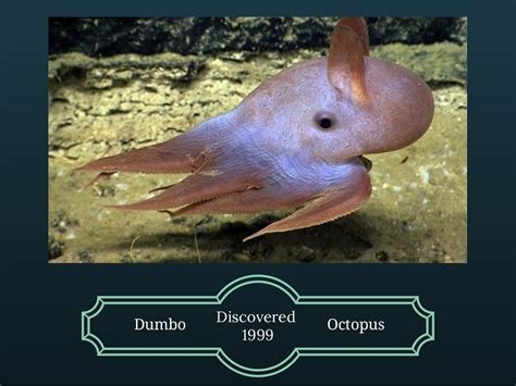 The Dumbo Octopus and Facts about it's species