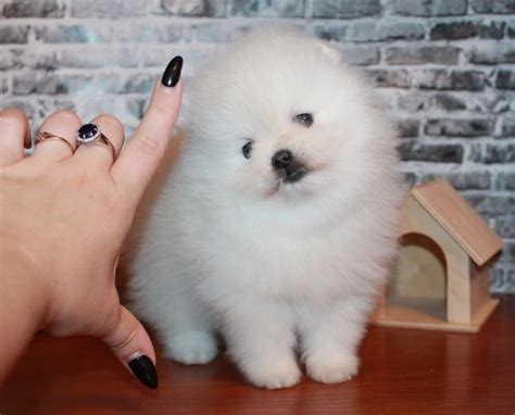 Beautiful Pomeranian puppies for adoption | Quick Market