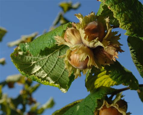 How to help hazelnut trees thrive in city gardens: Ask an expert - oregonlive.com