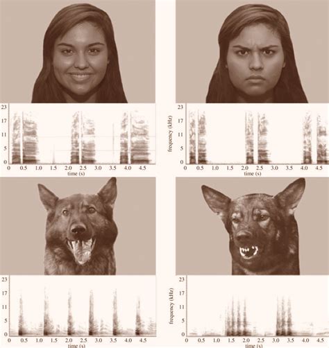 New Study Shows Dogs Can Recognize Dog, Human Emotions | Sci.News