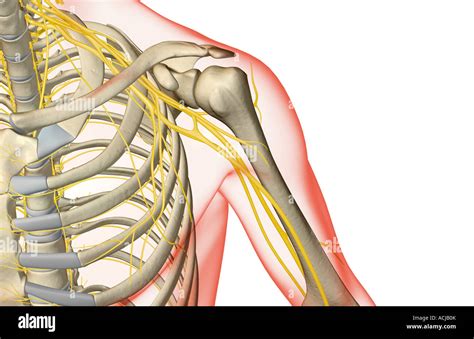 Shoulder Anatomy Nerves