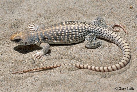 Desert iguana - Alchetron, The Free Social Encyclopedia