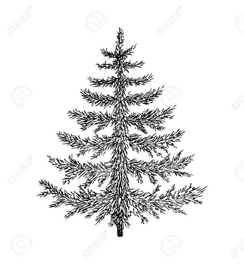 Evergreen Tree Drawing at GetDrawings | Free download