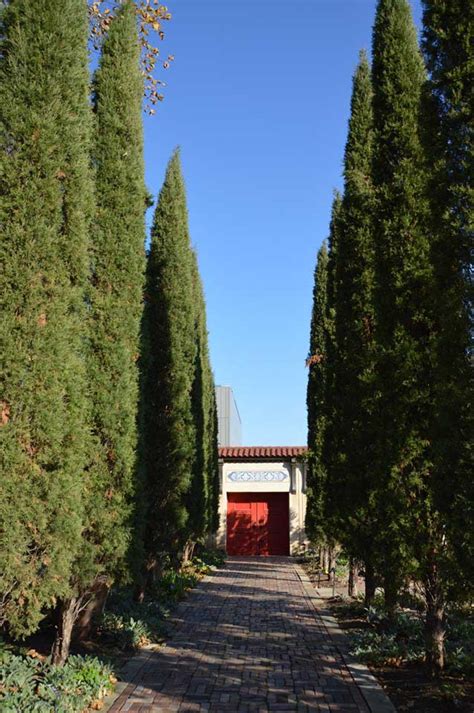 Juniperus - Taylor Juniper - Sugar Creek Gardens