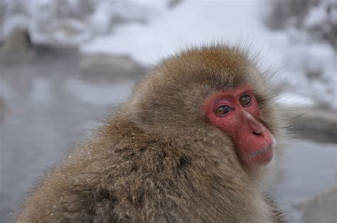 A Visit w/ the Snow Monkeys at Jigokudani Monkey Park, Japan