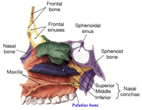 Palatine Bone - Definition, Anatomy, Location, Functions and Pictures - Body Terms