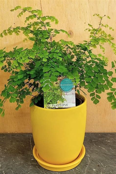 ADIANTUM FRAGRANS MAIDENHAIR FERN 140MM – Avalon Nursery