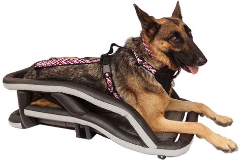 Motorcycle Dog Harness for Safely Sharing the Thrill of Riding