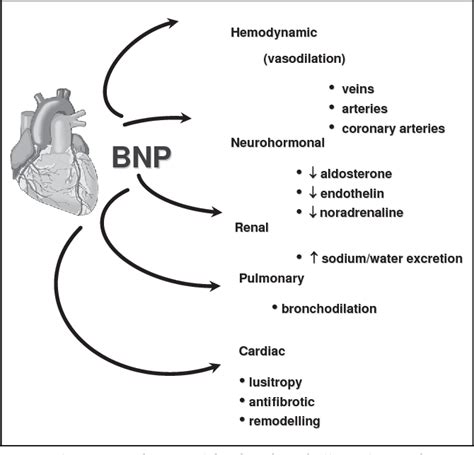 Molecular and physiological effects of nesiritide. | Semantic Scholar