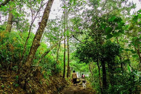 Tropical Tree In The Northeast Free Stock Photo - Public Domain Pictures