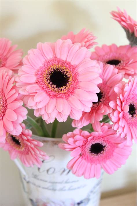 Beautiful pink germini flowers for the home. Gerbera Flower, Sunflower ...