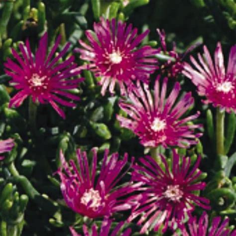 Varieties for Delosperma