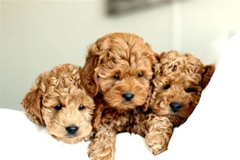 Golden River Puppies - Miniature Goldendoodle