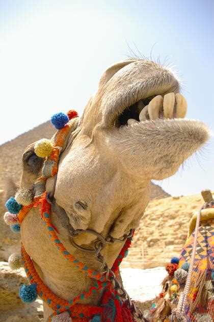 Laughing Camel - Photo - Sunship