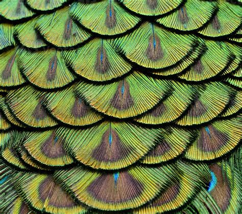 Close up of Green Peacock Feathers for texture and design 719908 Stock Photo at Vecteezy