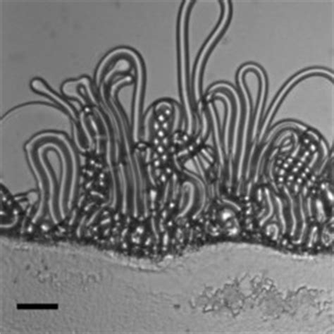 Myelin formation and coiling