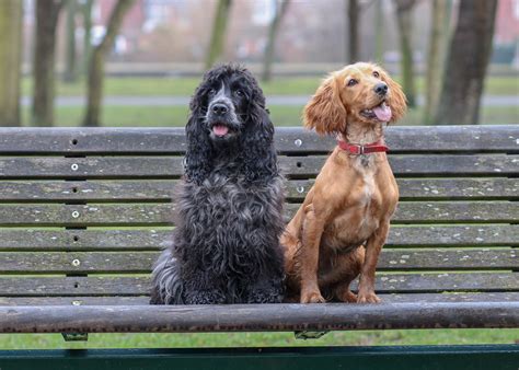 Working Cocker Spaniel or Show Cocker Spaniel – What’s The Difference ...