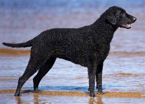 Water dog breeds list - these dogs love water - swimming dogs - K9RL