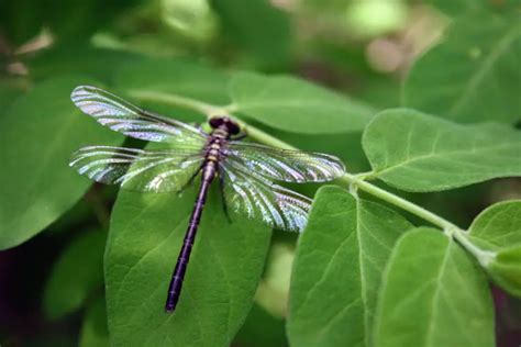 Where Do Dragonflies Live? Dragonfly Habitat During Life Stages