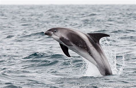 White Beaked Dolphin