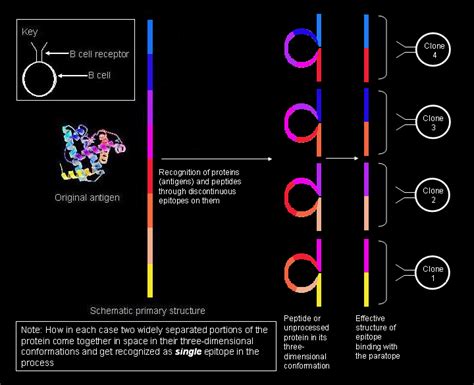 Epitope mapping