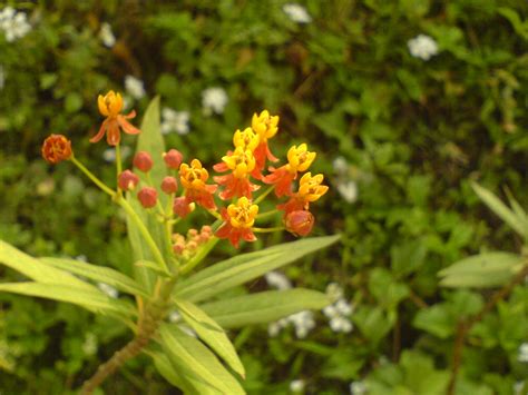 Scarlet Milkweed | Common name: Scarlet milkweed, Bloodflowe… | Flickr