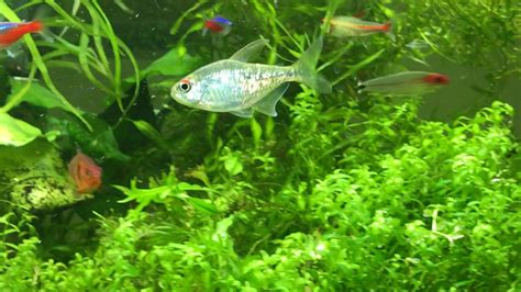 Diamond Tetra Care Guide - Keeping Tropical Fish