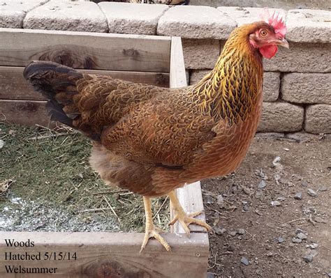 Welsummer | BackYard Chickens - Learn How to Raise Chickens