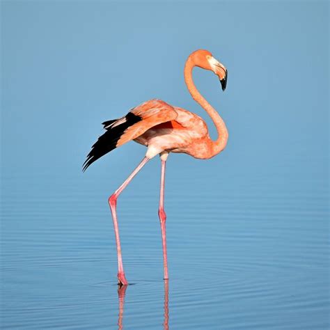 Photography Flamingo iPhone Wallpapers - Top Free Photography Flamingo ...